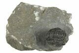 Curled Proetid (Gerastos) Trilobite Fossil - Morocco #377281-2